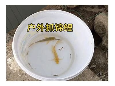 中国产锦鲤养殖视频，揭秘锦鲤的饲养技巧与品种特色