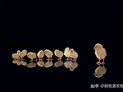 养殖业环境污染的成因与应对策略解析