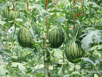 最全Av国产视频推荐与西瓜影音使用攻略