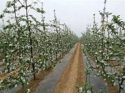 果园种植技巧全攻略：提升产量的实用视频教程分享