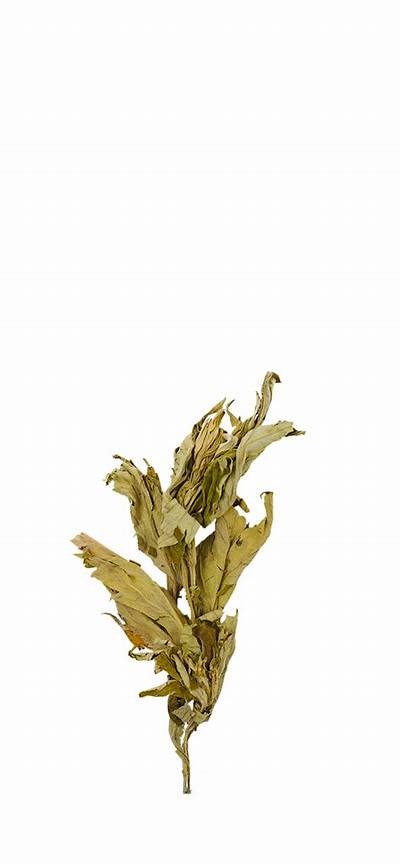 【艾草视频】最新国产艾草资源分享，高清观看与下载平台整理！